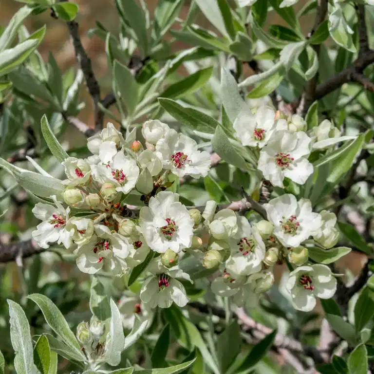 Pyrus salicifolia 'Pendula' 90-110cm 10L