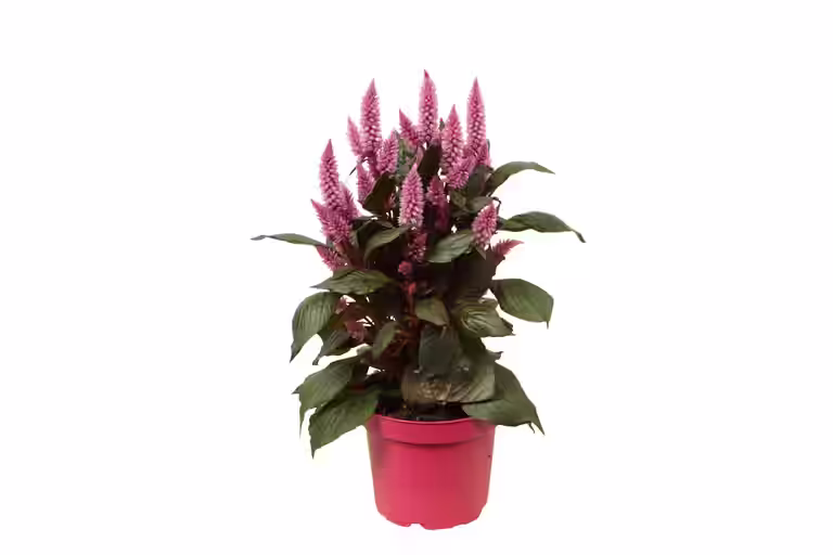 Plymört 'Merida Pink'