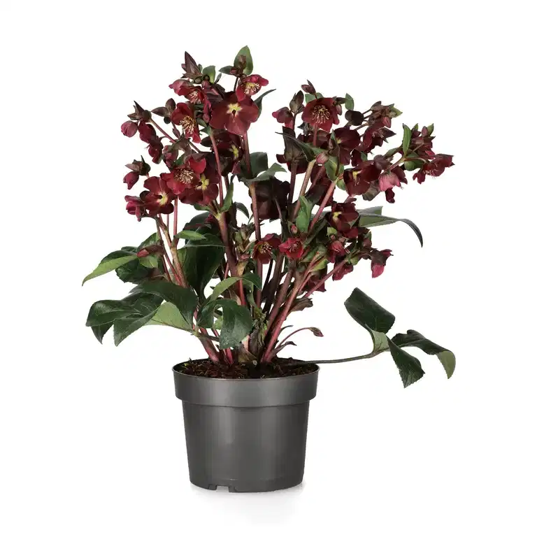 Helleborus 'Star of Passion' 19 cm