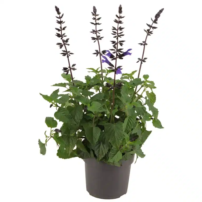 Salvia 'Lake Blueberry' 17 cm