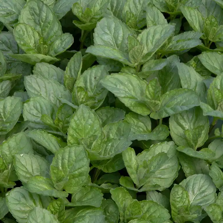 Citrusmynta 'Grapefruit'