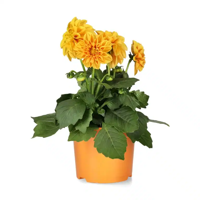Dahlia fylldblommig