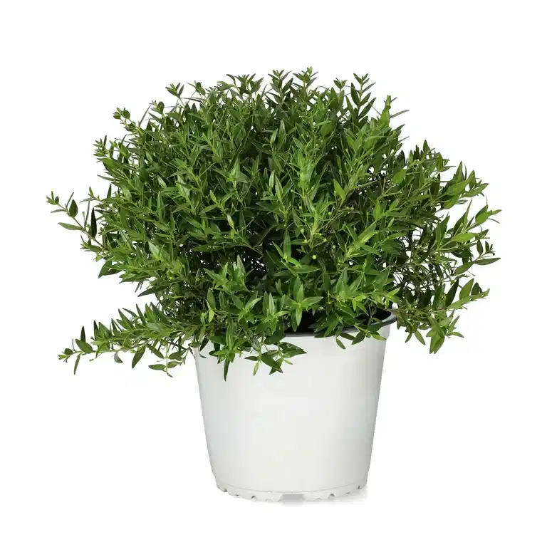 Myrten