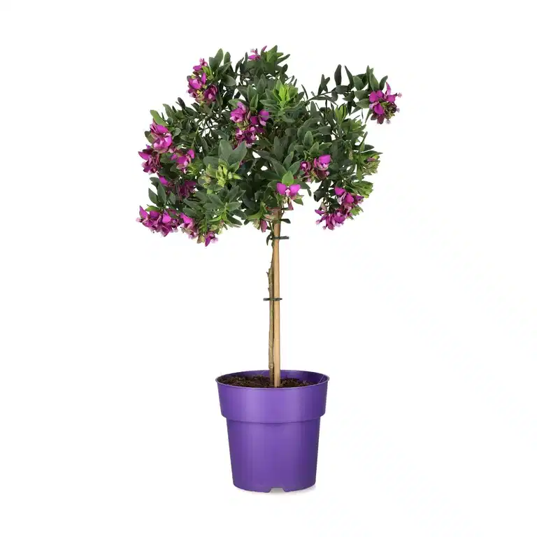 Myrtenjungfrulin på stam