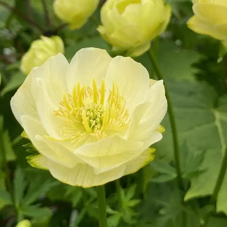 Trollius x cultorum 'Full Moon' 19cm