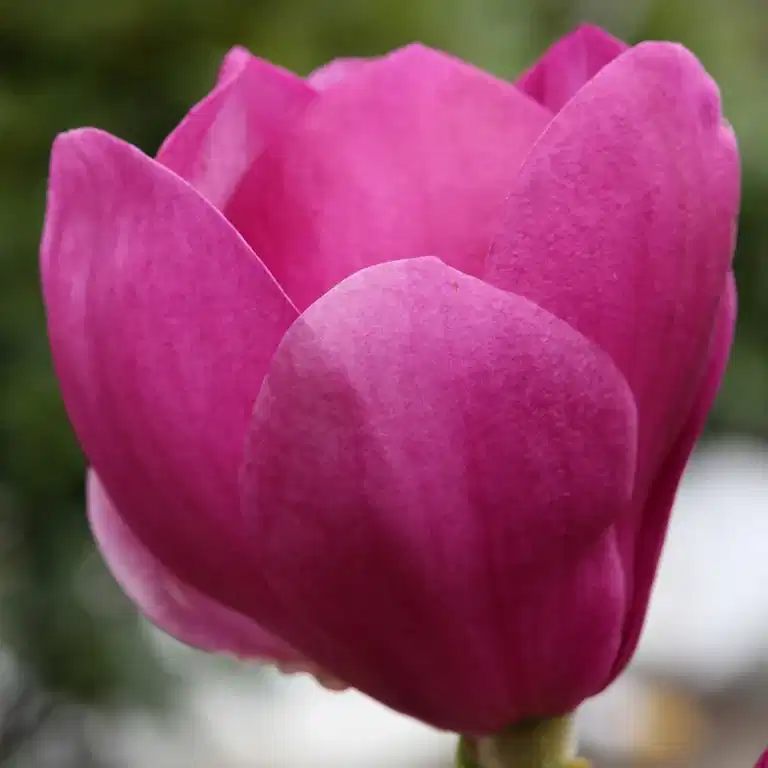 Magnolia 'Cleopatra'