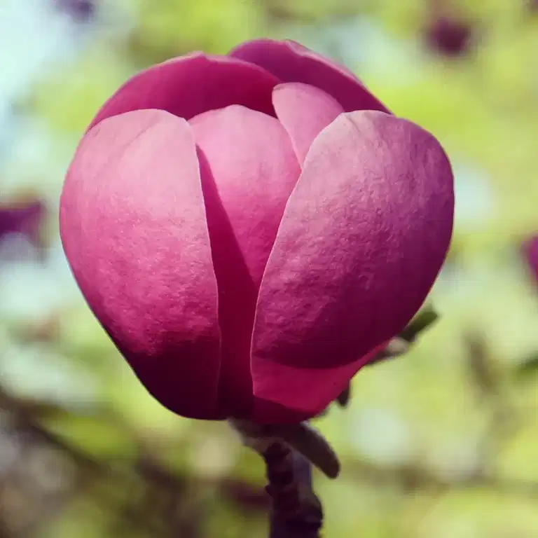 Magnolia BLACK TULIP