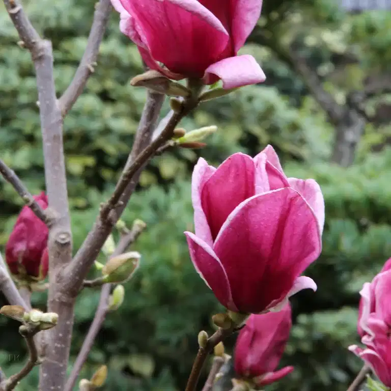 Rosenmagnolia 'Genie'