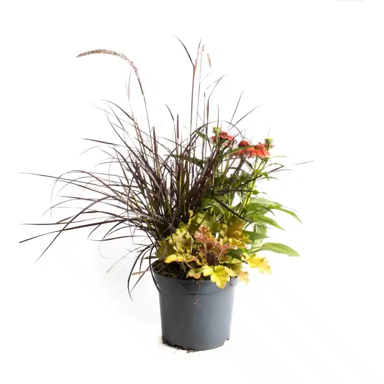 Perennials Triple Beauty Berlin 23cm