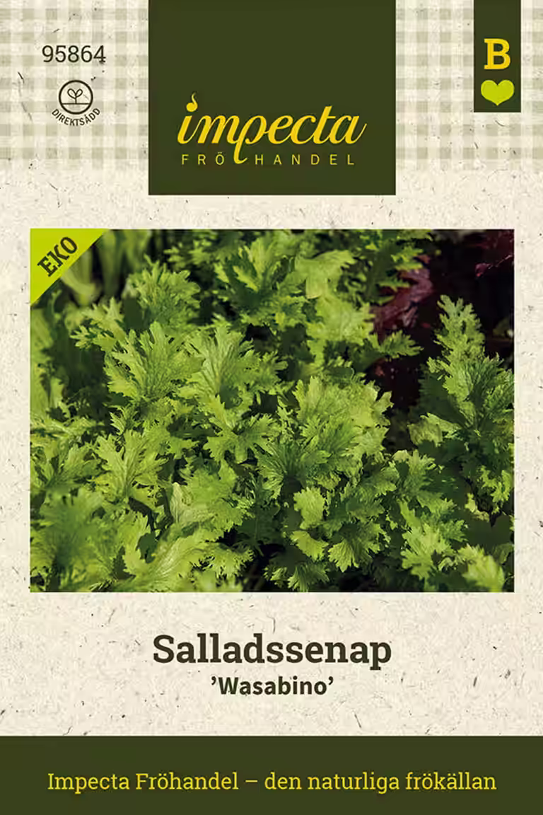 Salladssenap 'Wasabino'