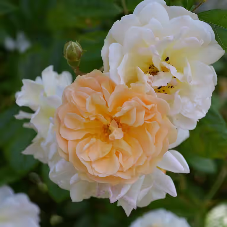 Klätterros 'Ghislaine de Féligonde'