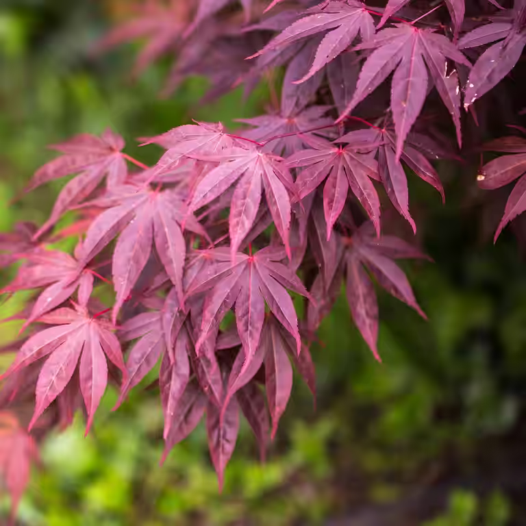 Japansk lönn 'Bloodgood'