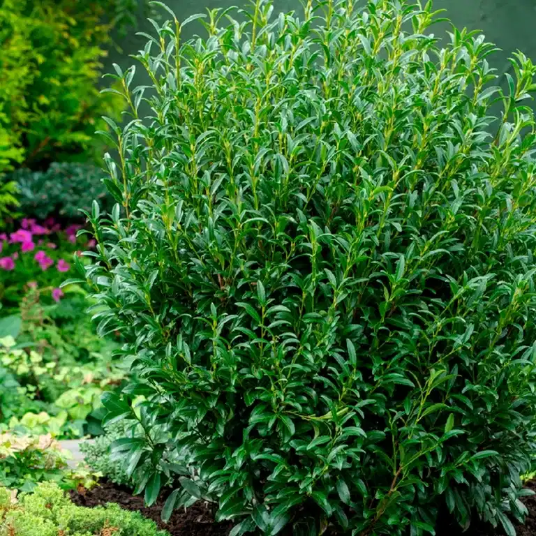 Lagerhägg SOFIA ('Zsófi')