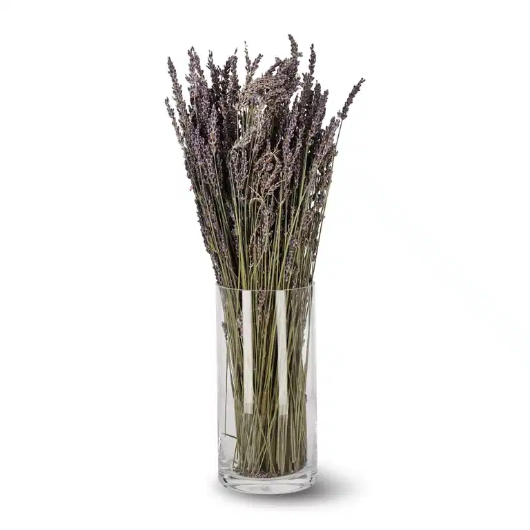 Lavendel