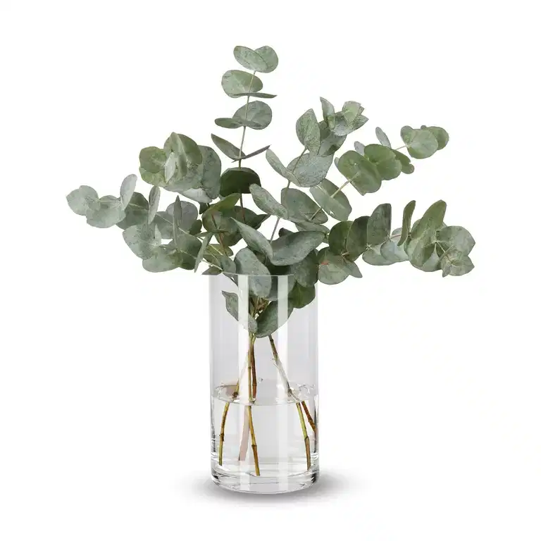 Eucalyptus 40cm 5pk YR