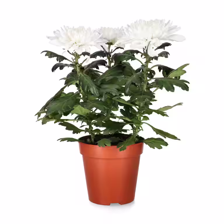 Krysantemum 'Zembla'