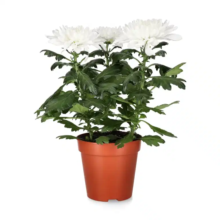 Chrysanthemum Zembla