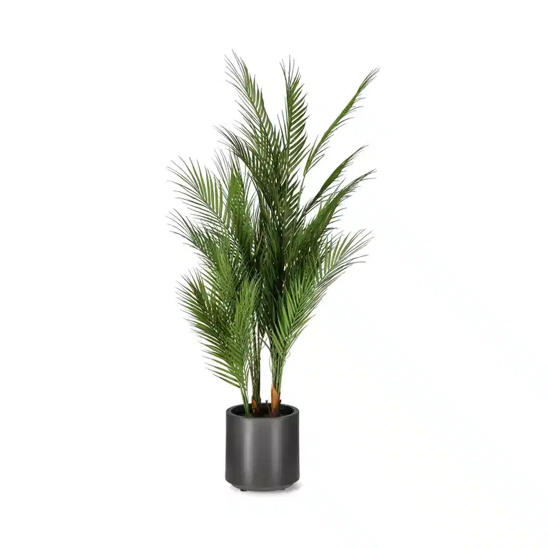 Chico palm in pot H115 green