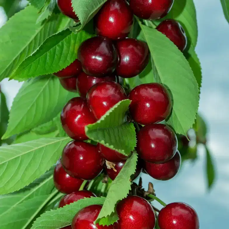 Dvärgkörsbär GARDEN BING®