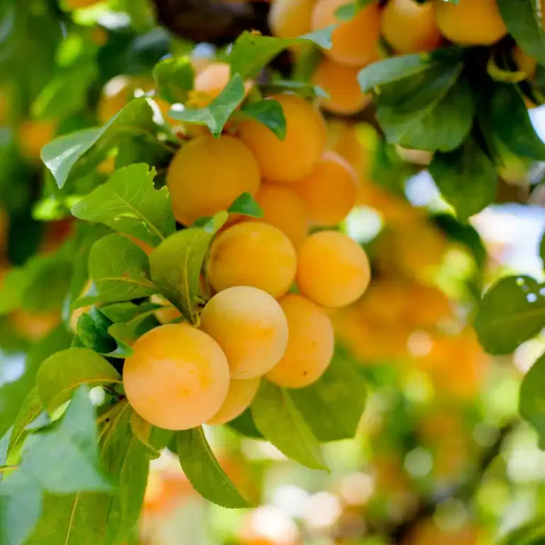 Dvärgplommon GOLDUST®