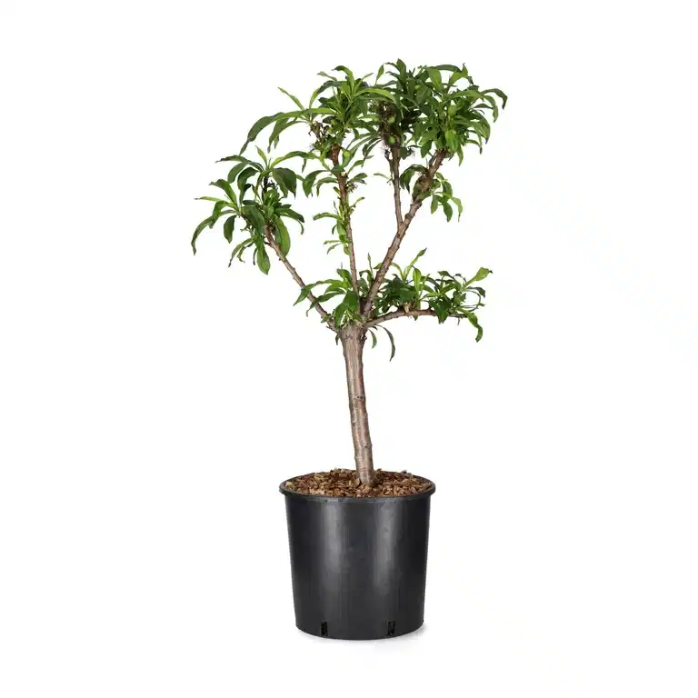 Dvärgnektarin 'Silver Prolific'