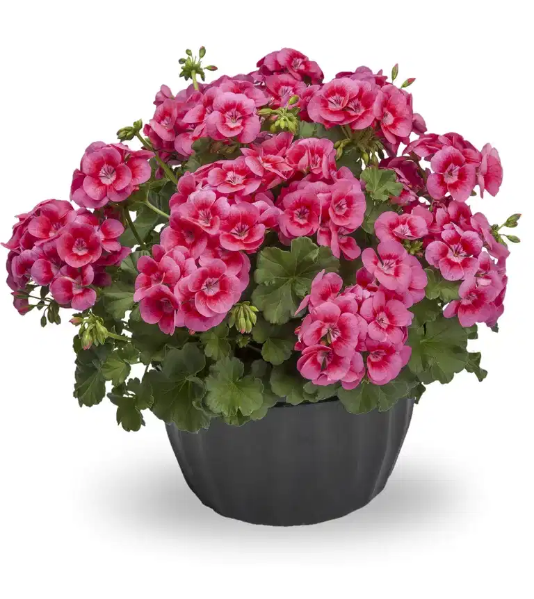 Pelargon 'Pretty Little Pink Splash' ampel