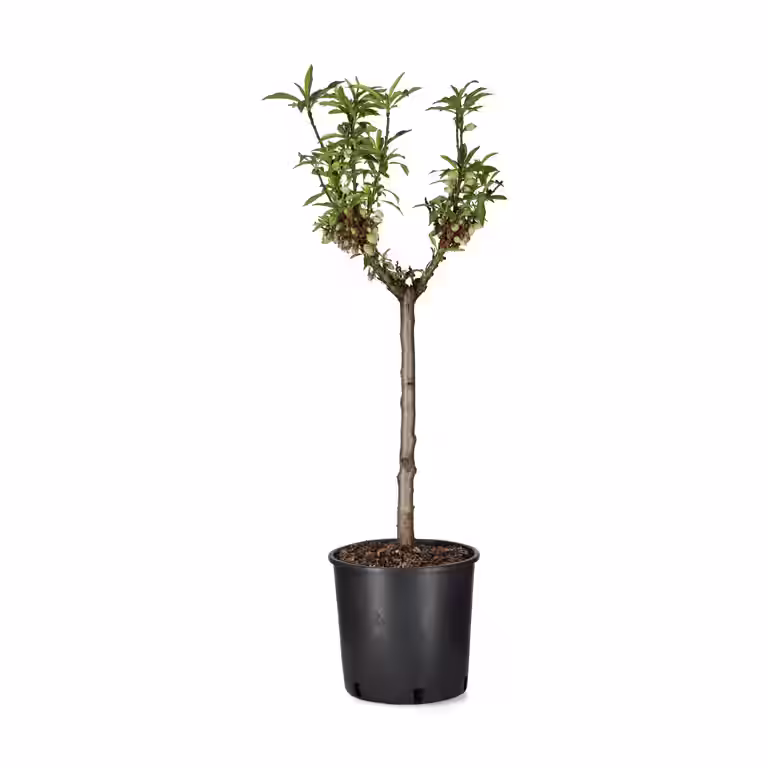 Dvärgpersika 'Bonanza'