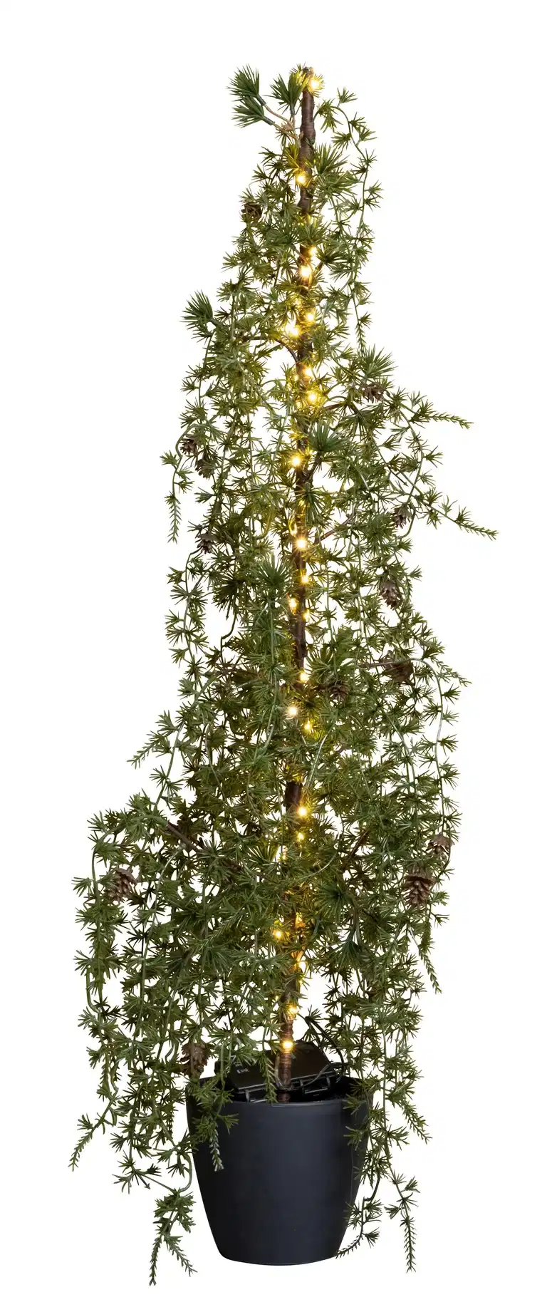 Larch Tree with Lights