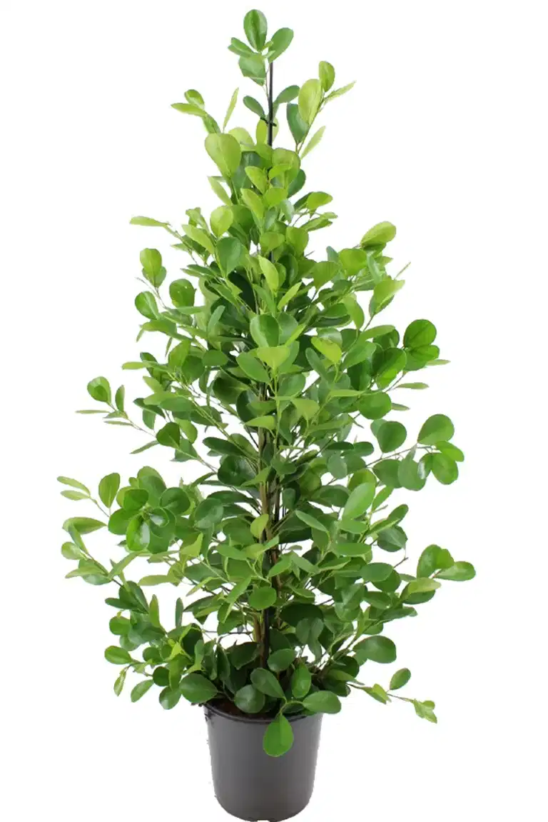 Citronfikus 'Moclame'