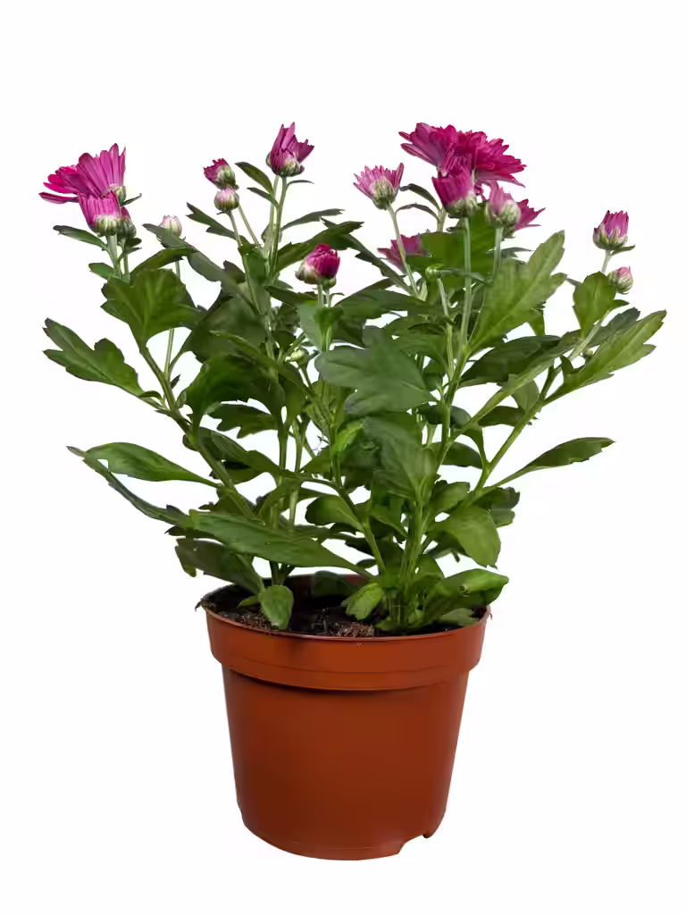 Krysantemum