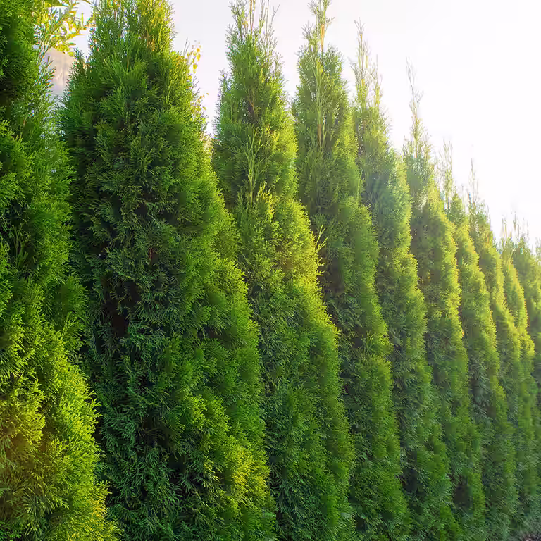 Tuja – så lyckas du med plantering och beskärning 