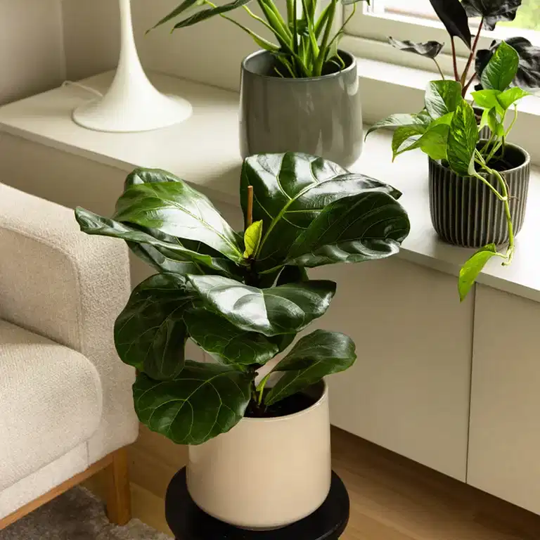 30% off all pots