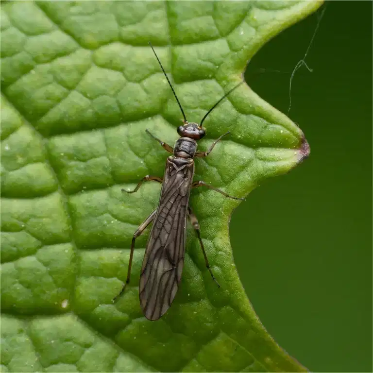 Trips på inomhusväxter: Så blir du av med den plågsamma gästen