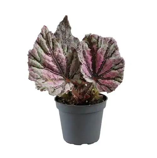 Begonia Rex mini mix
