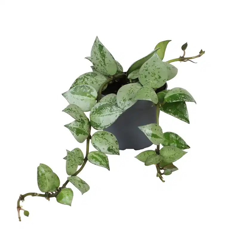 Porslinsblomma mini mix