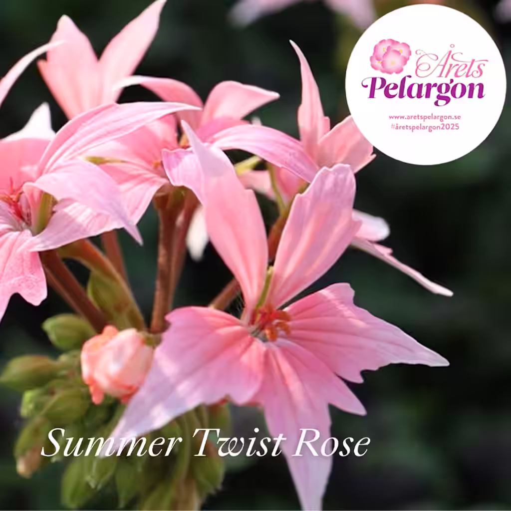 This year's Geranium 2025 is Summer Twist Rose