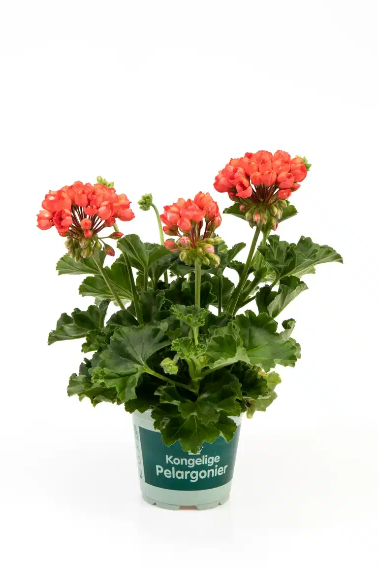 Tulpanpelargon 'Red Pandora'