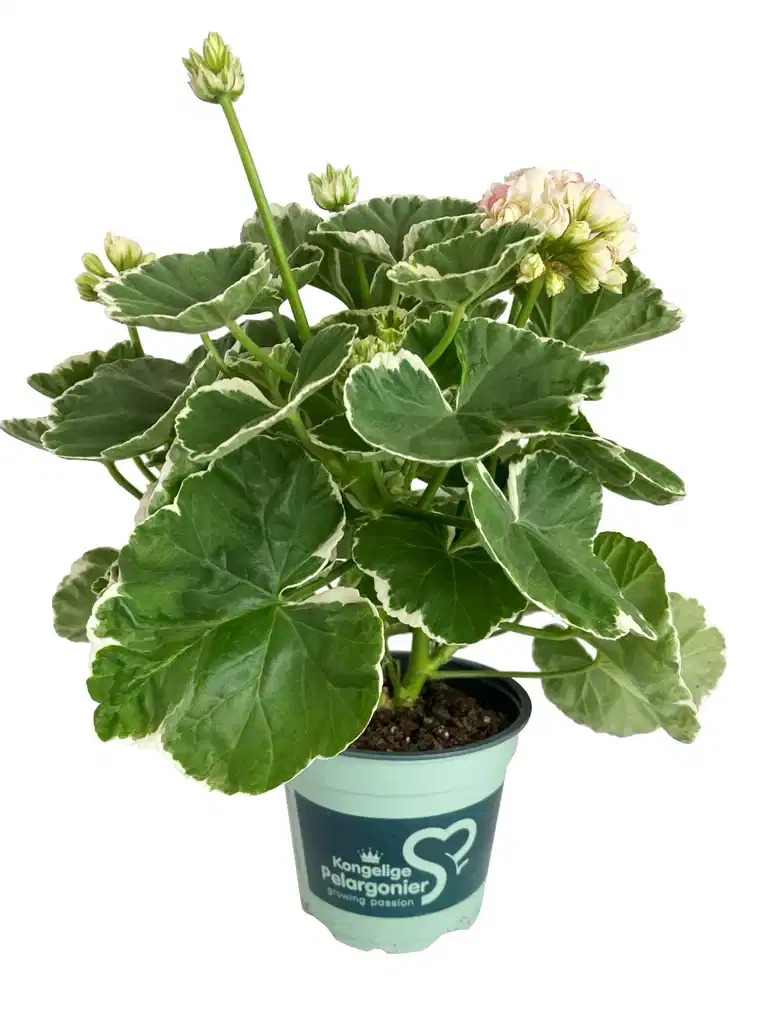 Rosenknoppspelargon 'Aiko'