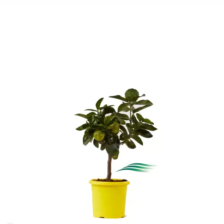Pursha Lime Tree Stam