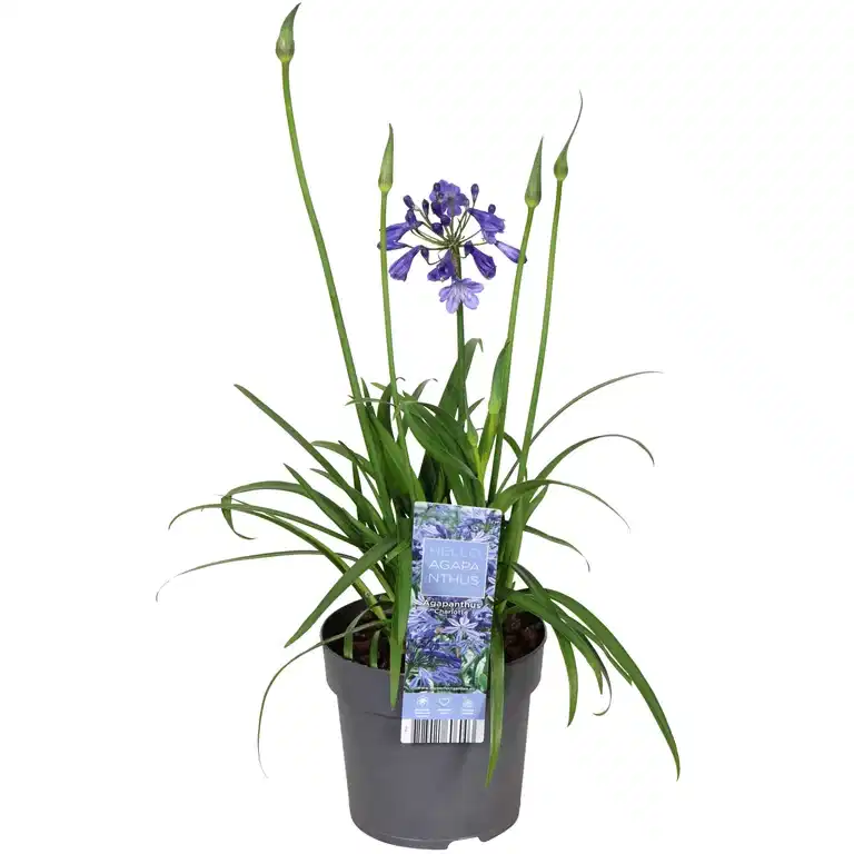 Afrikas blå lilja 'Pixie Blue'