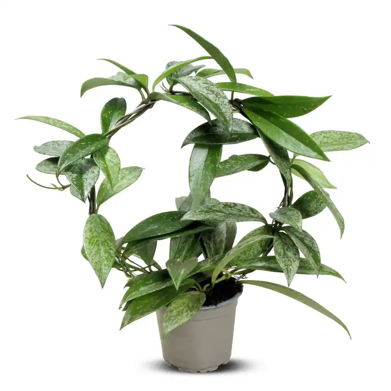 Porslinsblomma ‘Silverspots’ på båge