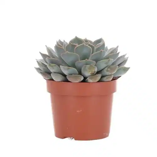 Echeveria mix