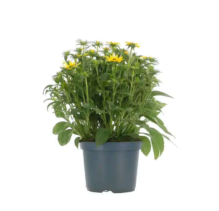 Strålrudbeckia 'Little Goldstar'