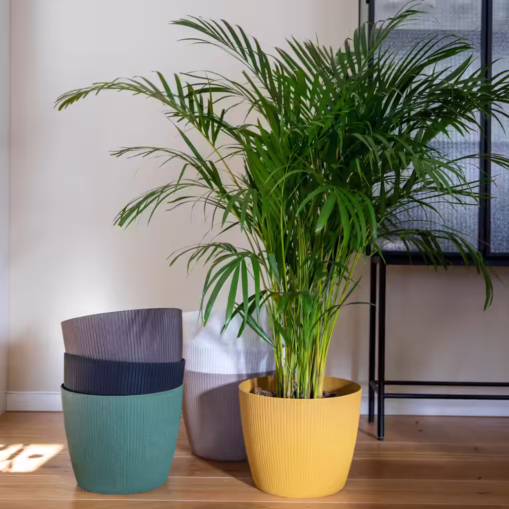 Medlemspris: Guldpalm och Lisse kruka