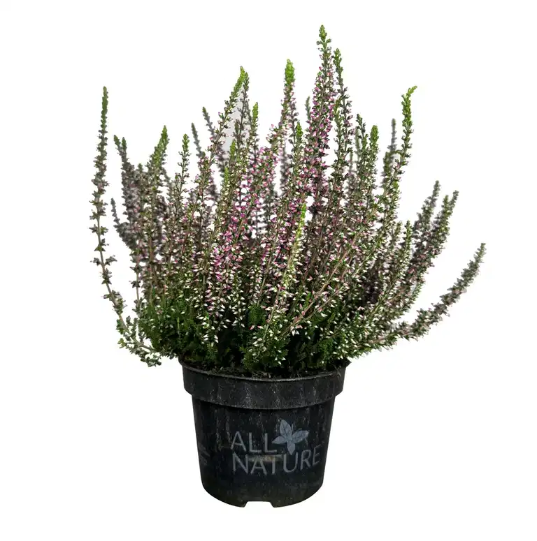 All Nature Calluna 10,5 cm