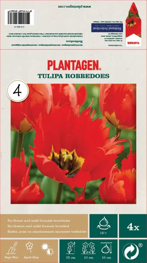 Tulipa Darwin Hybrid Robbedoes - 4 lökar