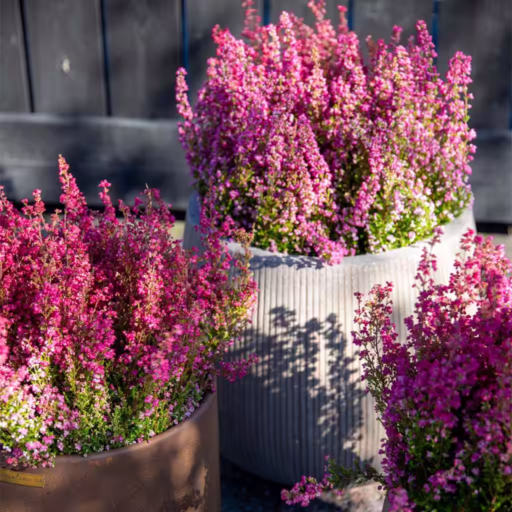 Medlemserbjudande: 30% på Erica gracilis 11 cm 