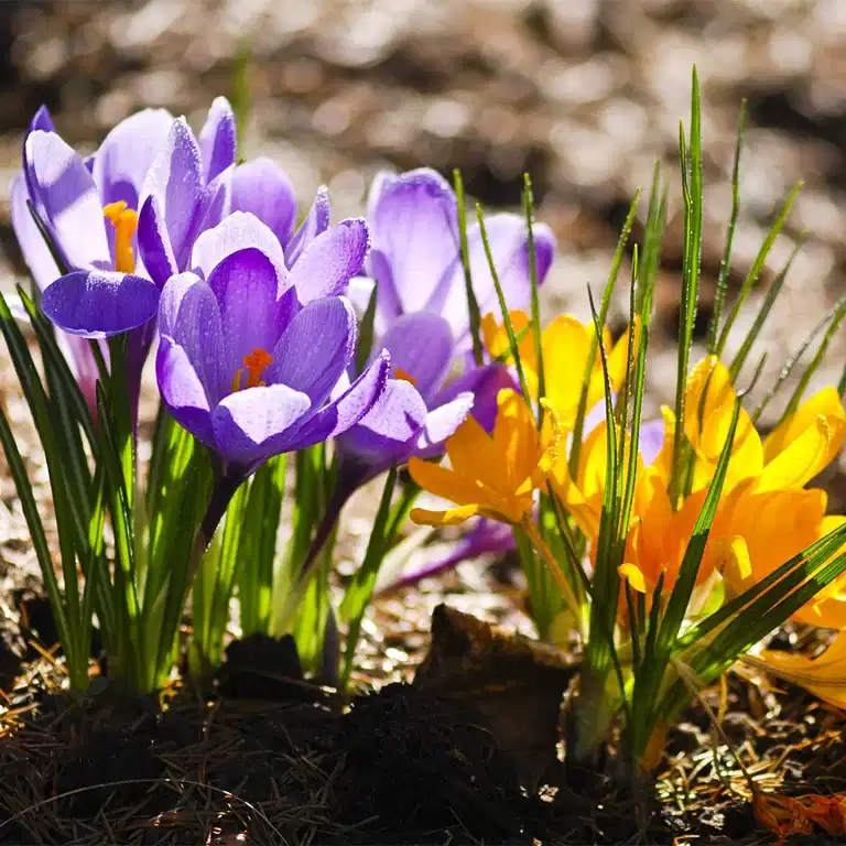 50 % off on all autumn bulbs