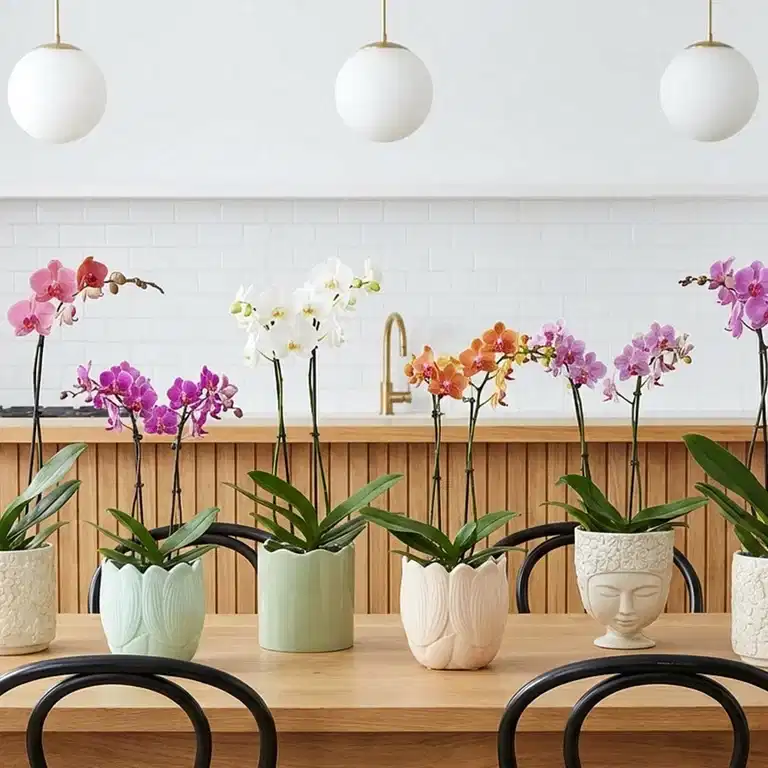 ORCHID WEEKS: 30 % off all orchids