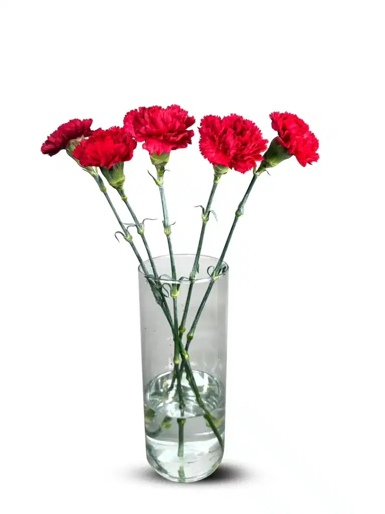Nejlikor 5-pack